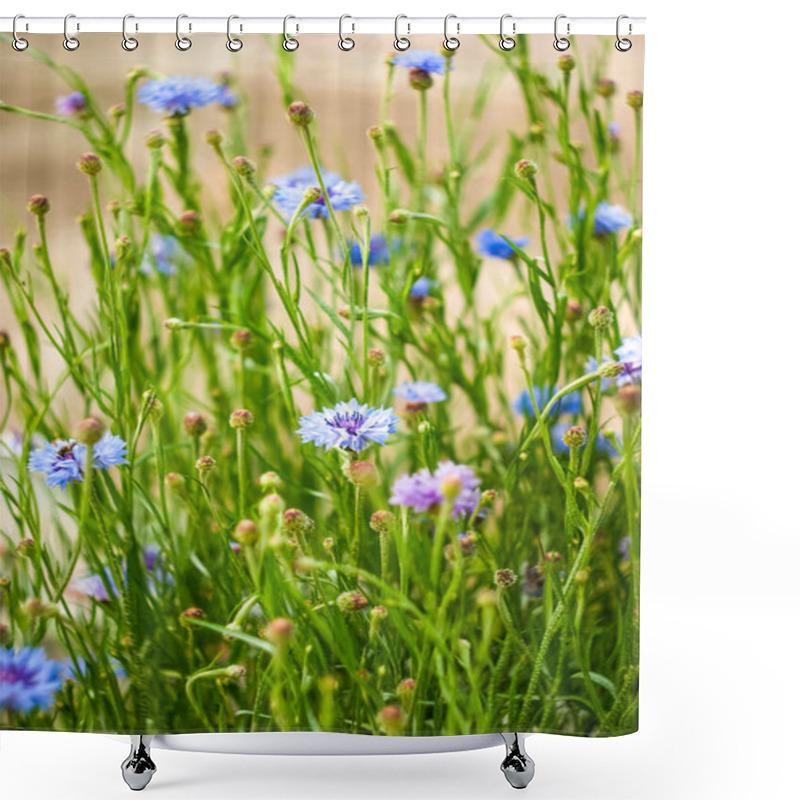 Personality  Colorful Cornflower Bloom In A Sunny Field, Showcasing Vibrant Blues And Greens During Early Spring Shower Curtains