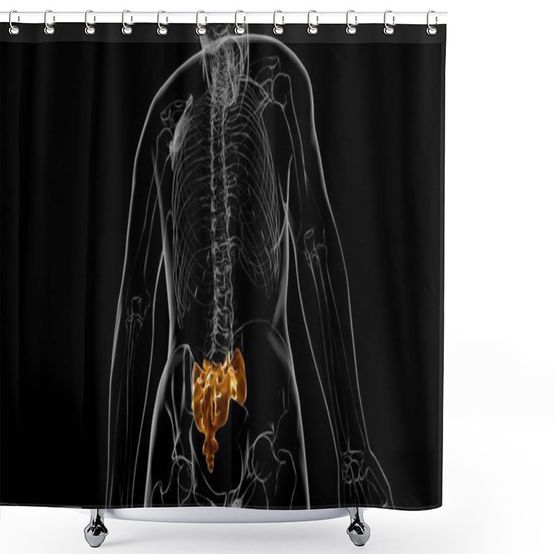 Personality  Human Skeleton Anatomy Sacral Bone 3D Rendering For Medical Concept Shower Curtains