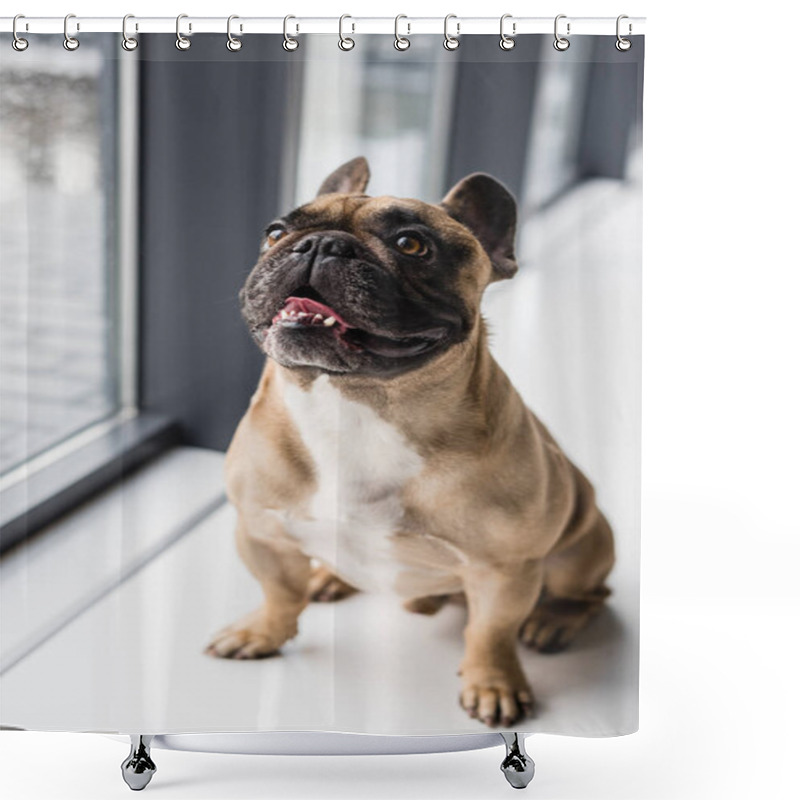 Personality  Dog At Home Shower Curtains