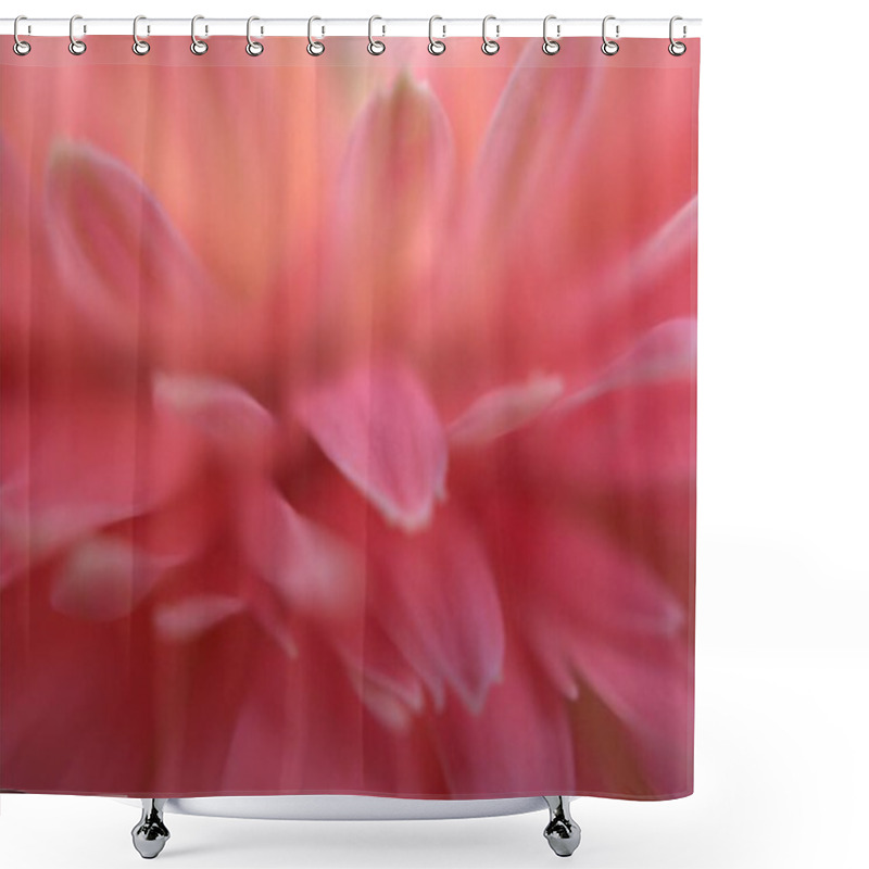 Personality  Closeup Pink Petals Of Common Daisy (transvaal) Flower With Bright Blurred Background, Macro Image And Soft Focus ,sweet Color For Card Design Shower Curtains