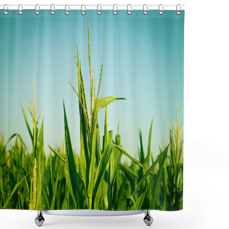 Personality  Corn Field Shower Curtains