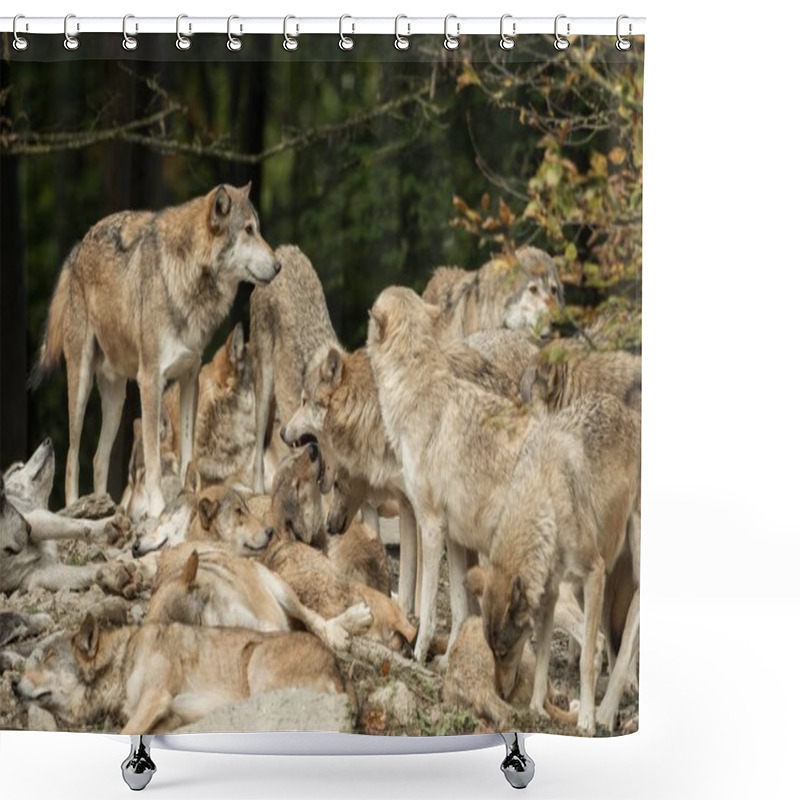 Personality  A Pack Of Wolves On A Rock Shower Curtains