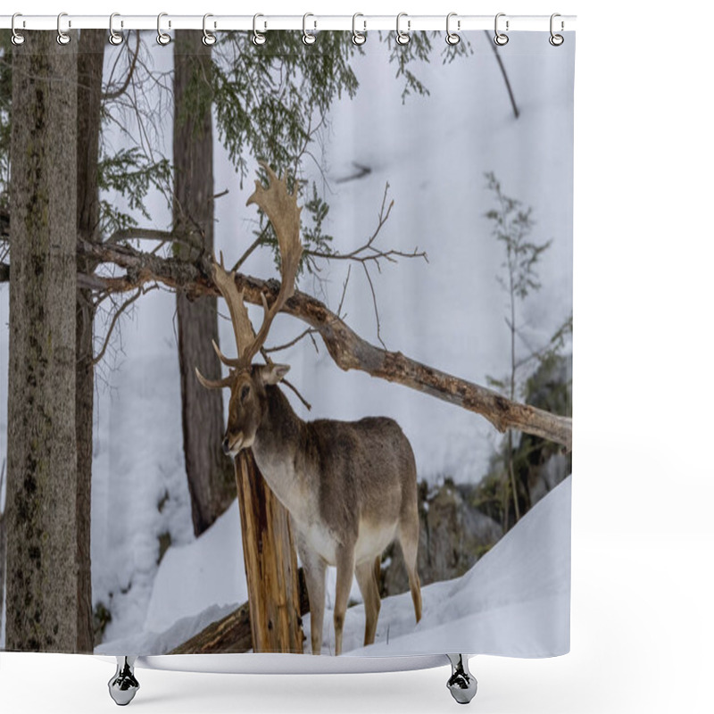 Personality  Fallow Deer In A Forest In The Wilderness Of Ontario, Canada At A Cold But Sunny Day In Winter. Shower Curtains