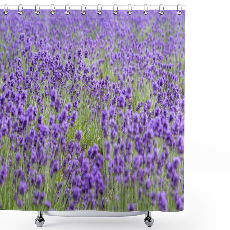 Personality  Purple Lavender Flowers In Field Shower Curtains