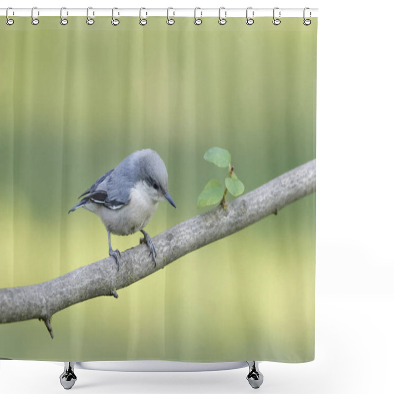 Personality  A Cute Pygmy Nuthatch Is Perched On A Branch In North Idaho. Shower Curtains