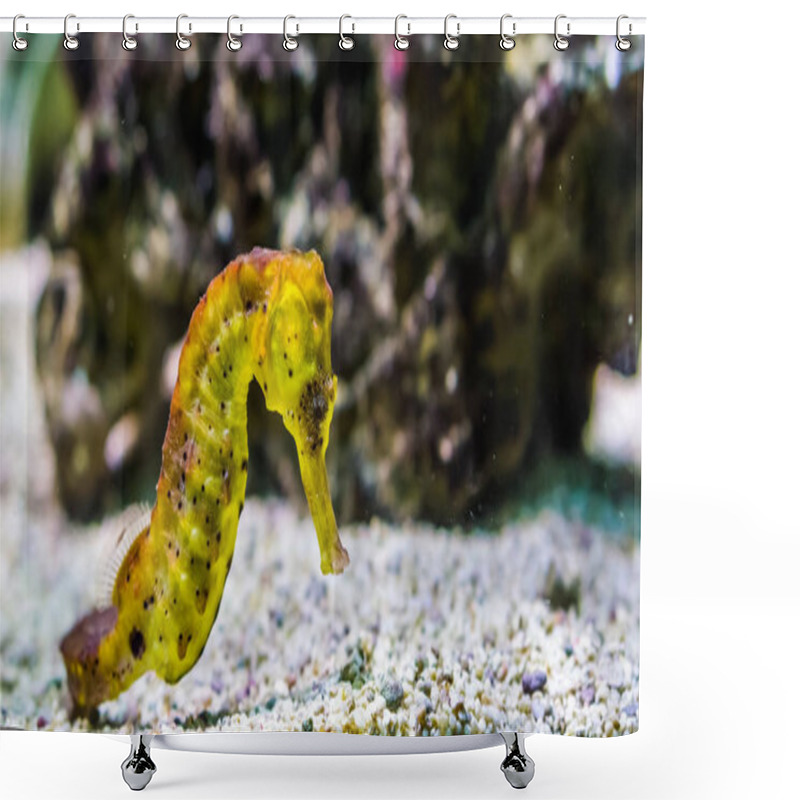 Personality  Beautiful Yellow Estuary Seahorse With Black Spots In Closeup, Popular Tropical Aquarium Pet From The Indo-pacific Ocean Shower Curtains