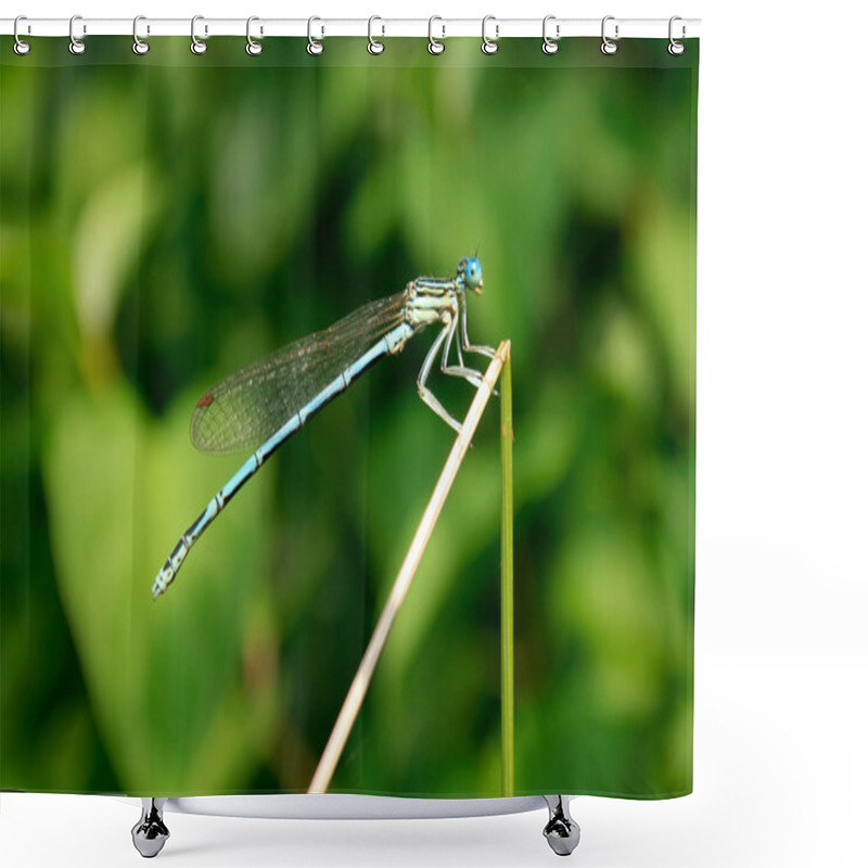 Personality  Blue Dragonfly Shower Curtains