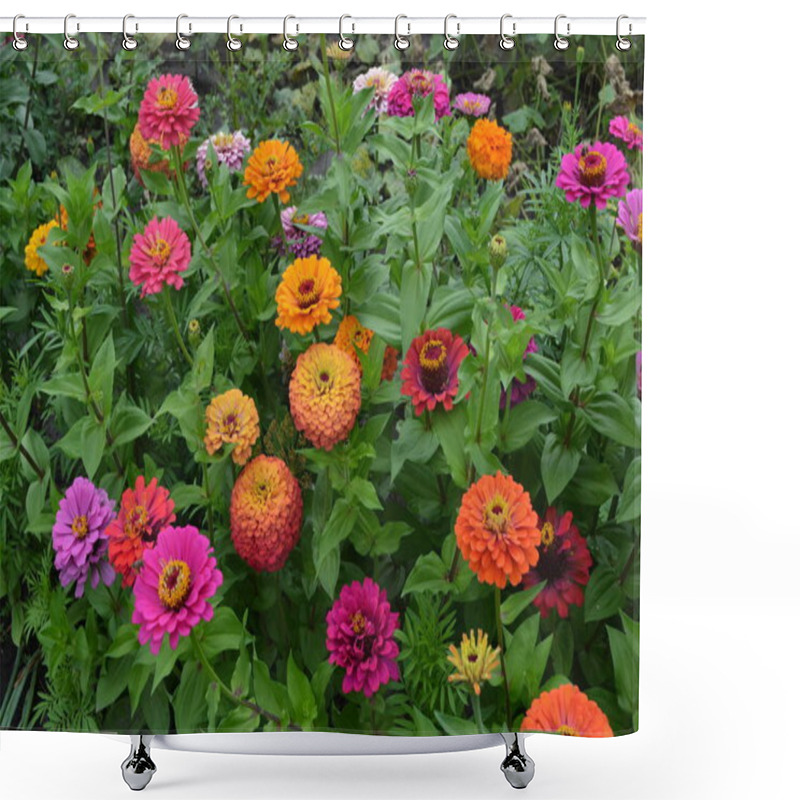 Personality  Zinnia, A Genus Of Annual And Perennial Grasses And Dwarf Shrubs Of The Asteraceae Family. Flower Zinnia. Gardening. Red Flowers Shower Curtains