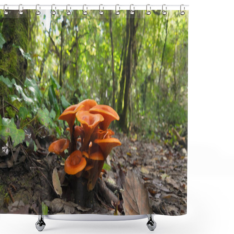 Personality  Vibrant Orange Mushrooms Growing In Clusters On Forest Floor Amid Fallen Autumn Leaves And Green Undergrowth, Creating A Striking Natural Display In Woodland At Rio De Mouros Pathway In Condeixa, Coimbra Portugal. Shower Curtains