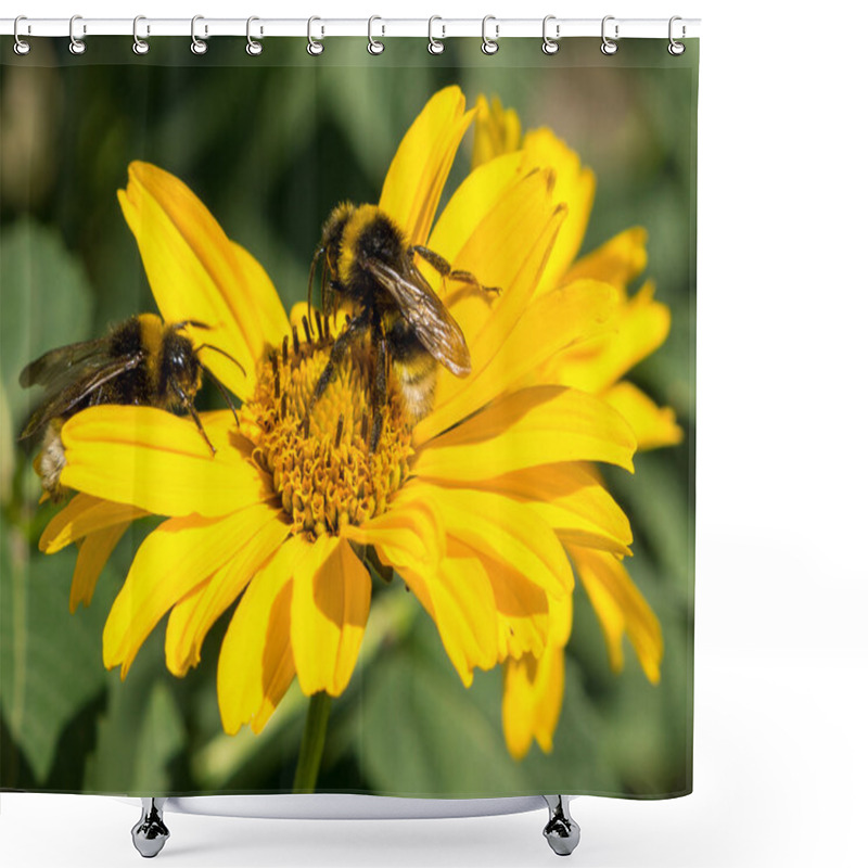 Personality  Two Bees Collects Pollen From Yellow Flowers Perennial Aster In The Garden Shower Curtains