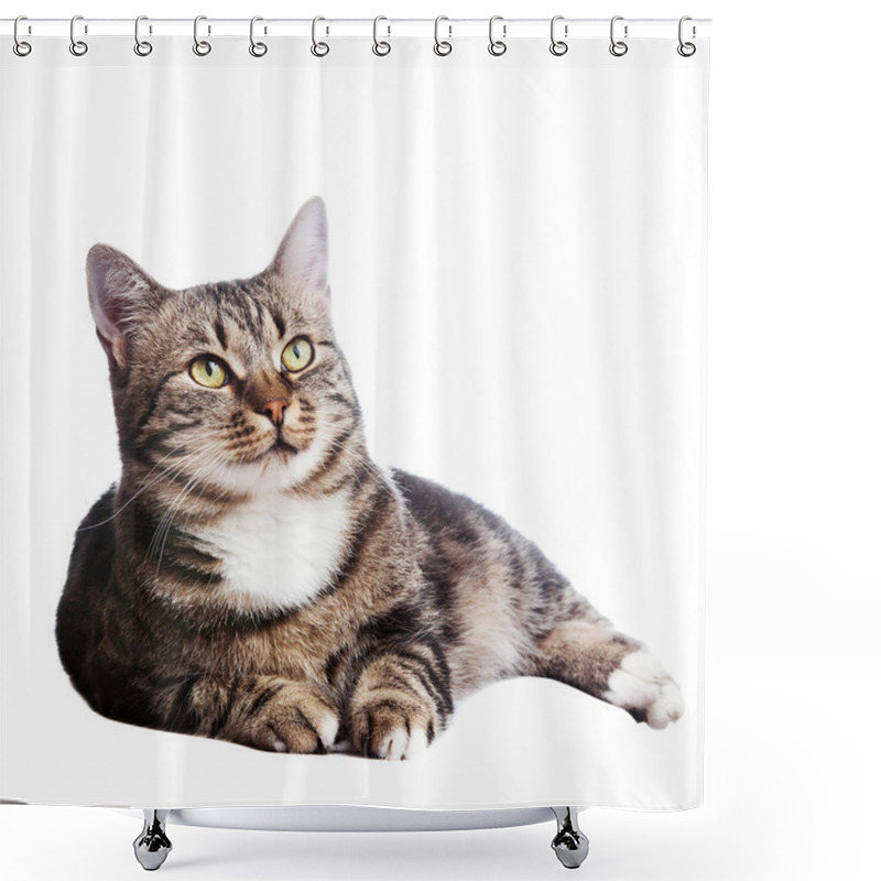 Personality  Beautiful European Cat Lying On A White Background Shower Curtains