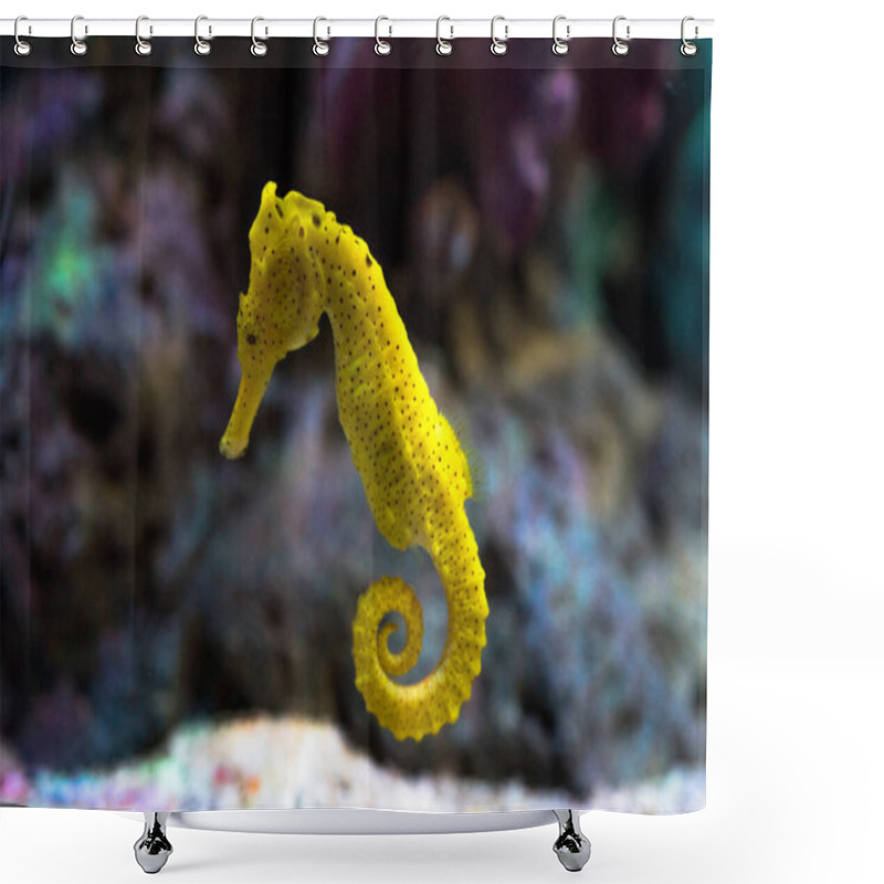 Personality  Yellow Seahorses Are Swimming Among The Corals. Shower Curtains