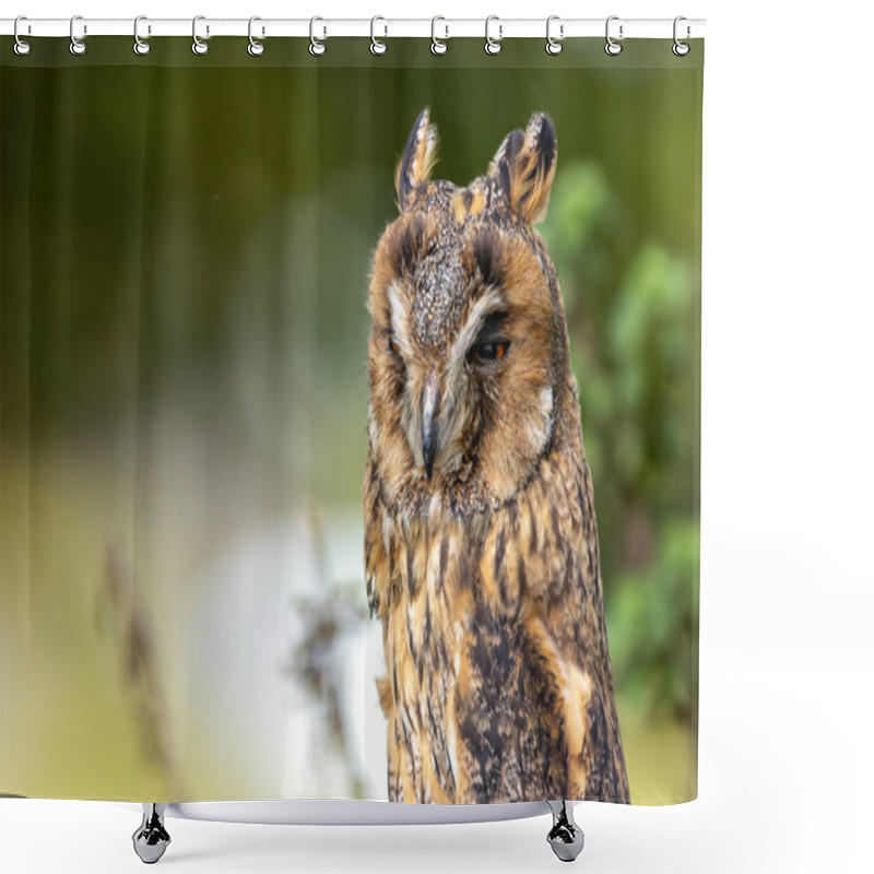 Personality  The Long-eared Owl, Asio Otus, Preys On Small Mammals And Birds. Shower Curtains