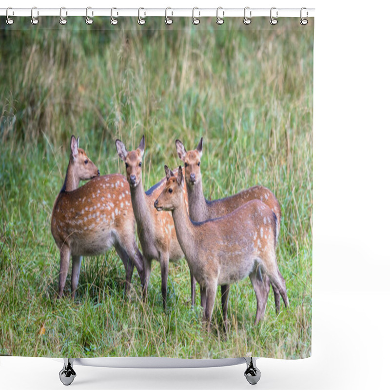 Personality  Four Female Sika Deer In A Forest In Denmark, Europe Shower Curtains