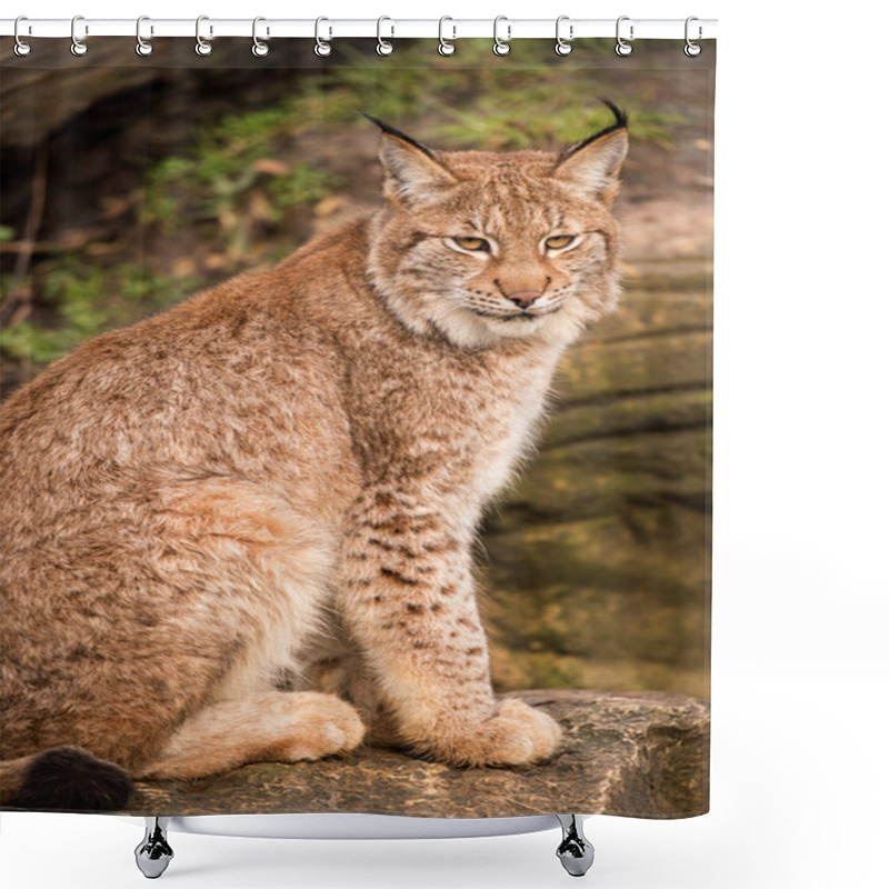 Personality  Lynx Against A Background Of Rock And Grass Shower Curtains