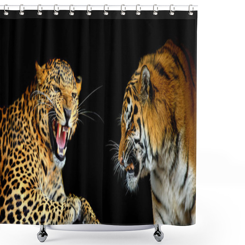 Personality  Leopard Against Tiger. Portraits Of Two Big Wild Cats On A Black Background Shower Curtains