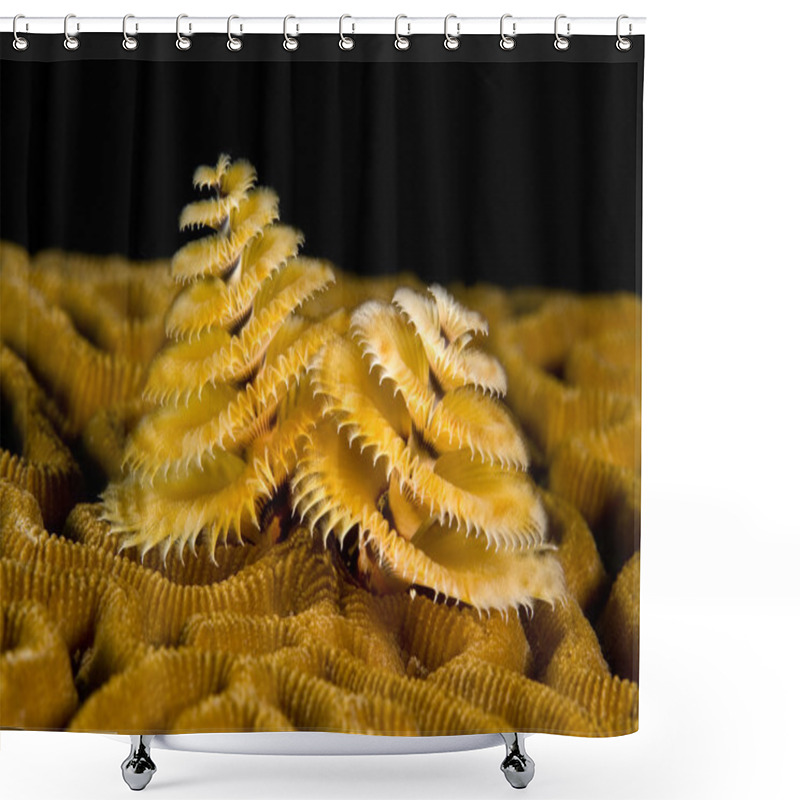 Personality  Marine Worm Shower Curtains