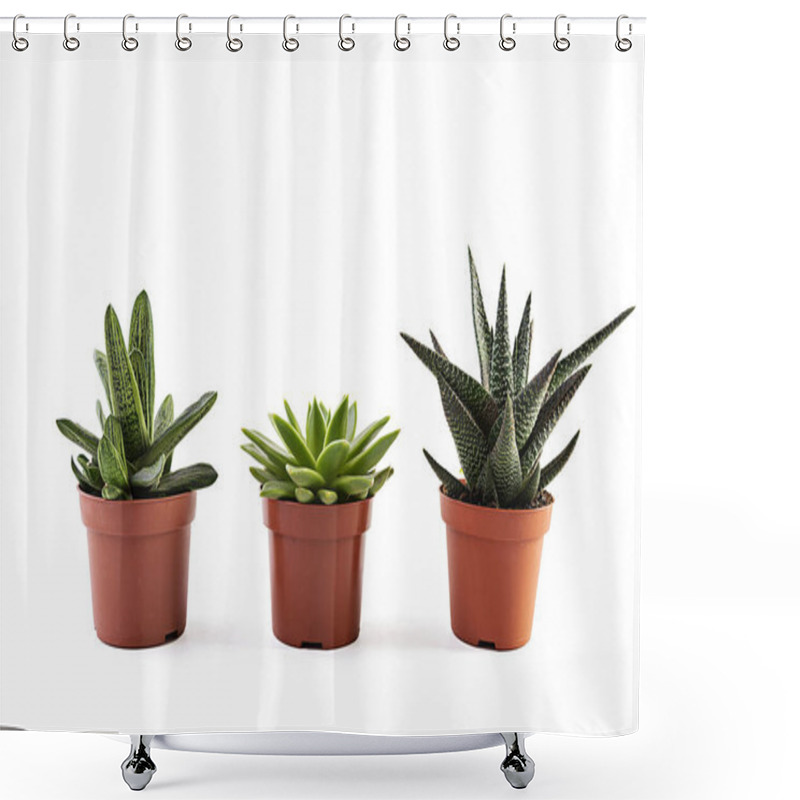 Personality  Succulents Isolated On A White Background. Succulents Plant In A Pot Shower Curtains