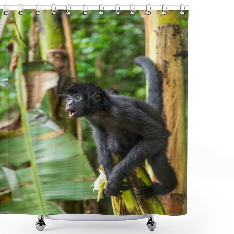 Personality  Spider Monkey In Its Natural Habitat In The Amazon Rainforest Shower Curtains