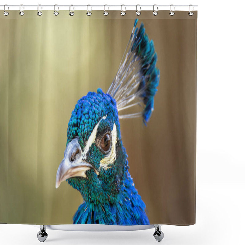 Personality  The Indian Peafowl, A Vibrant Omnivore, Eats Grains, Seeds, And Insects. Photographed In Lush Gardens. Shower Curtains