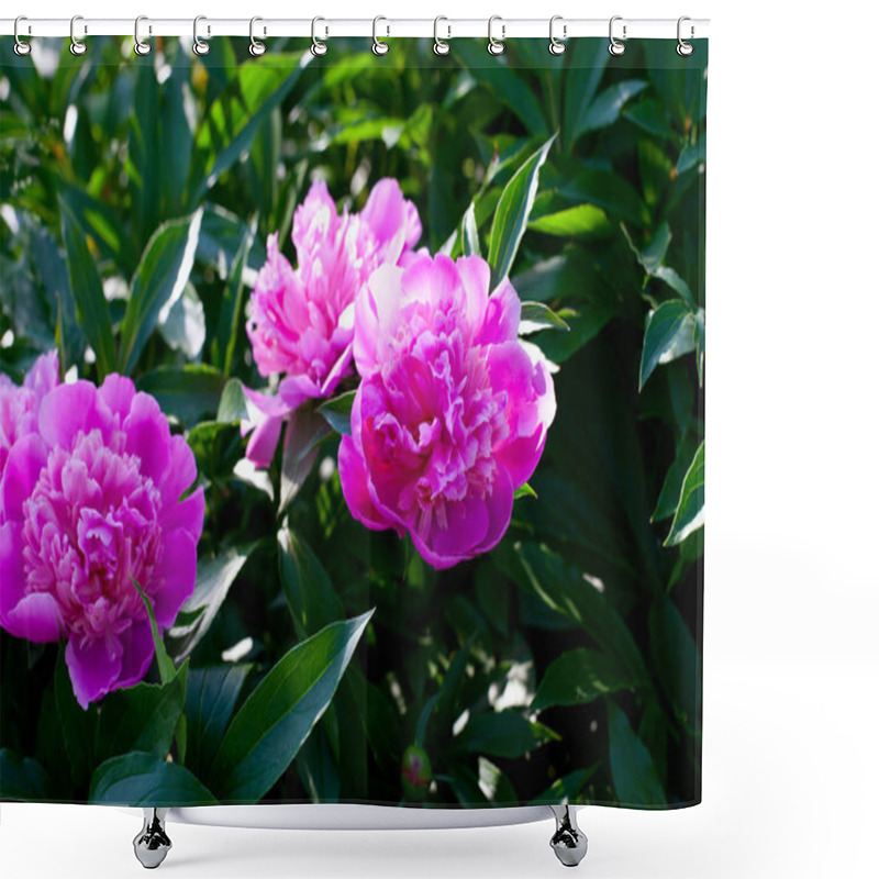 Personality  Growing Peonies With Green Leaves Shower Curtains