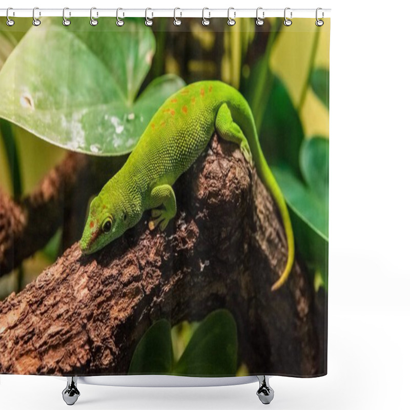 Personality  Madagascar Giant Day Gecko Shower Curtains