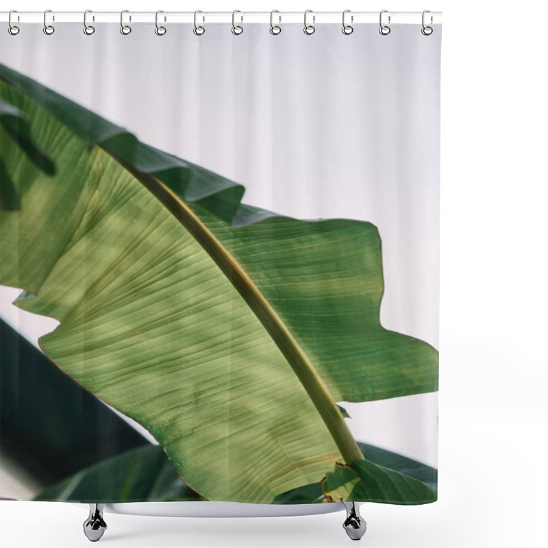 Personality  Close Up View Of Green Tropical Leaf Under Sunlight Outdoors  Shower Curtains