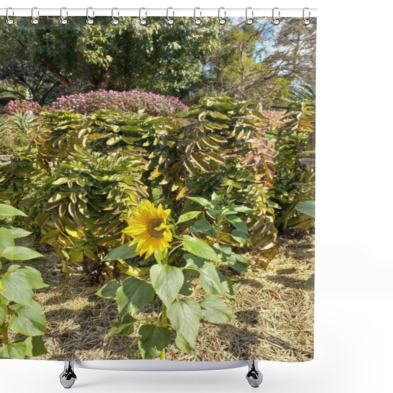 Personality  A Lone Sunflower Grows In A Lush Garden, Surrounded By Green Foliage And Pink Flowers In The Background. The Sunlight Illuminates Its Petals, Highlighting Its Vibrant Beauty. Shower Curtains