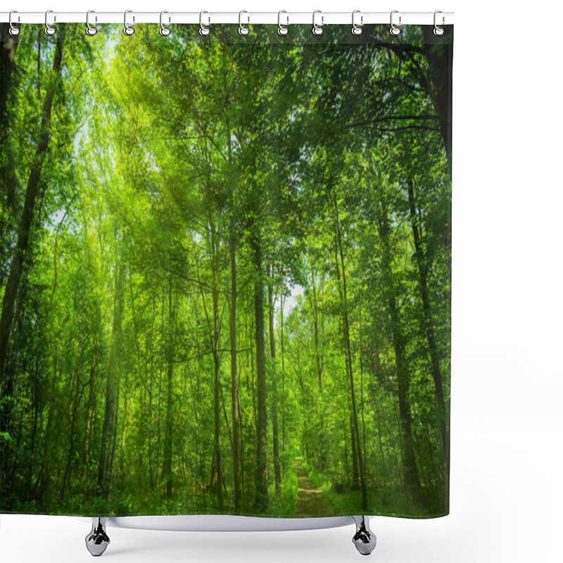 Personality  Forest Panorama And The Sun, With Bright Rays Shower Curtains