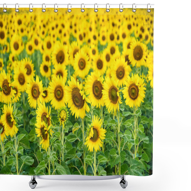 Personality  A Sunflower Field Captured In Perfect Detail, Highlighting The Brightness And Vivid Colors Of Each Blooming Flower Shower Curtains