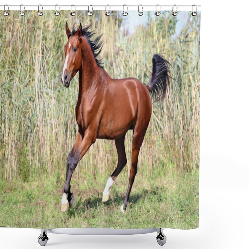 Personality  Beautiful Arabian Breed Horse Running On The Field Shower Curtains