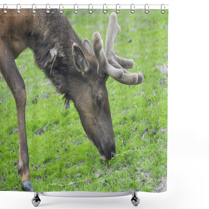 Personality  Elk Grazing, Alaska Shower Curtains