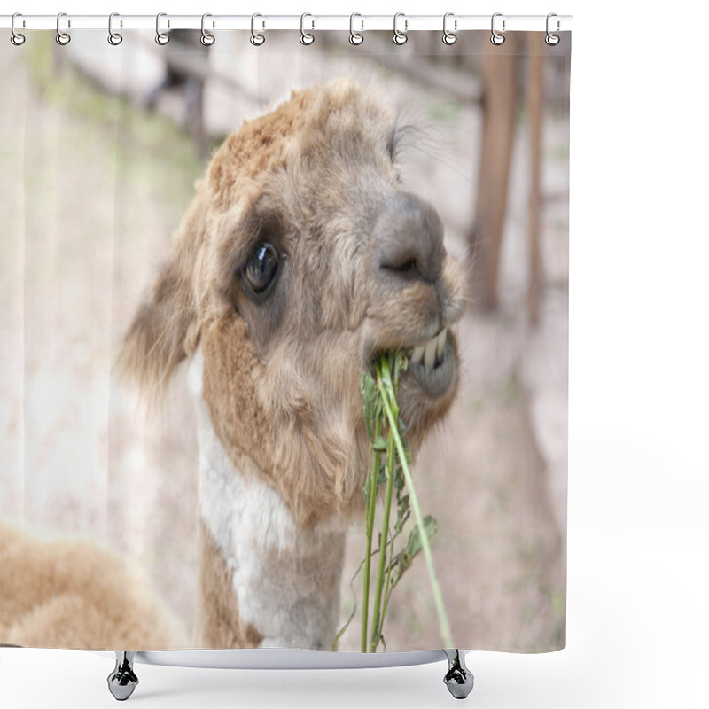 Personality  Llama Farm Outdoors Shower Curtains