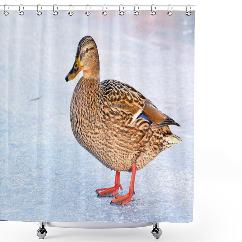 Personality  Mallard In The Winter On Ice. Shower Curtains