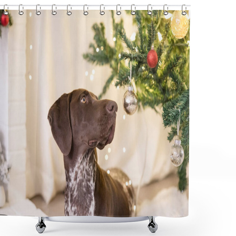 Personality  GSP Dog Looking Up At The Ornaments On A Christmas Tree Shower Curtains