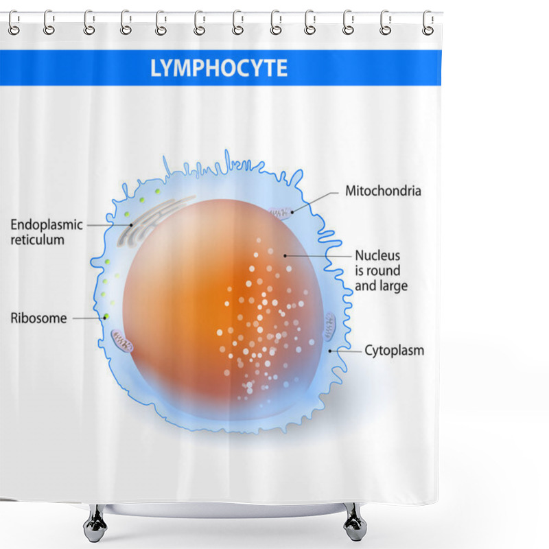 Personality  Lymphocyte. Vector Illustration Shower Curtains