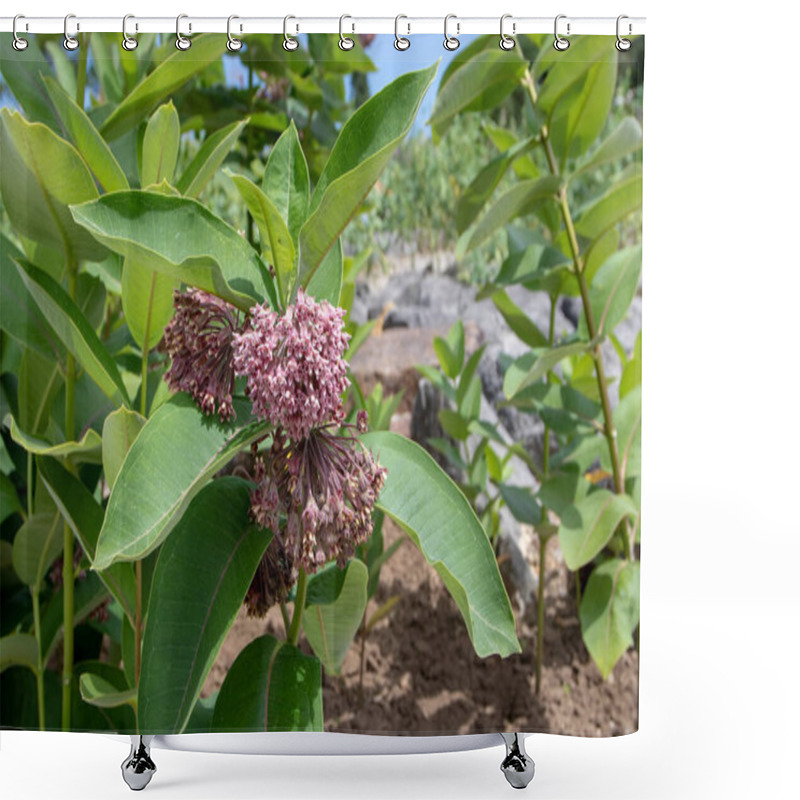 Personality  Asclepias Syriaca Or Common Milkweed Plant Branches With Pink Flowers And Leaves.  Shower Curtains