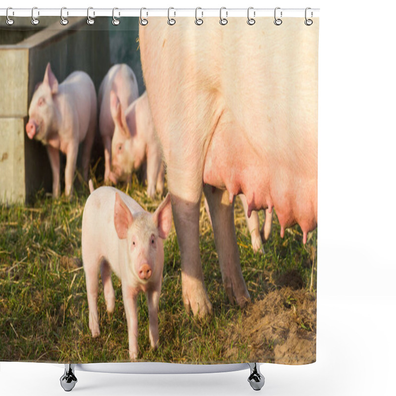 Personality  Pretty Piglet With Sow And Siblings In Free Range Shower Curtains