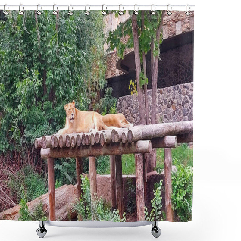 Personality  Resting Lionesses On Wooden Platform In Lush Enclosure Shower Curtains