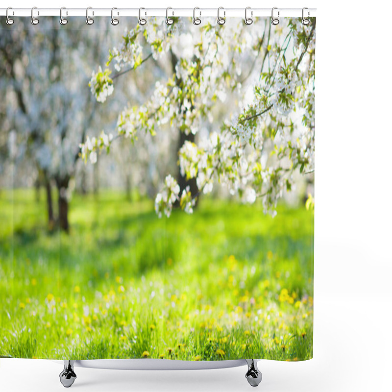 Personality  Blooming Cherry Blossom Tree Garden In Spring. White Flowers On Branches In Fruit Orchard With Cherry And Apple Trees. Beautiful Nature. Flower Season. Background With Copy Space. Shower Curtains