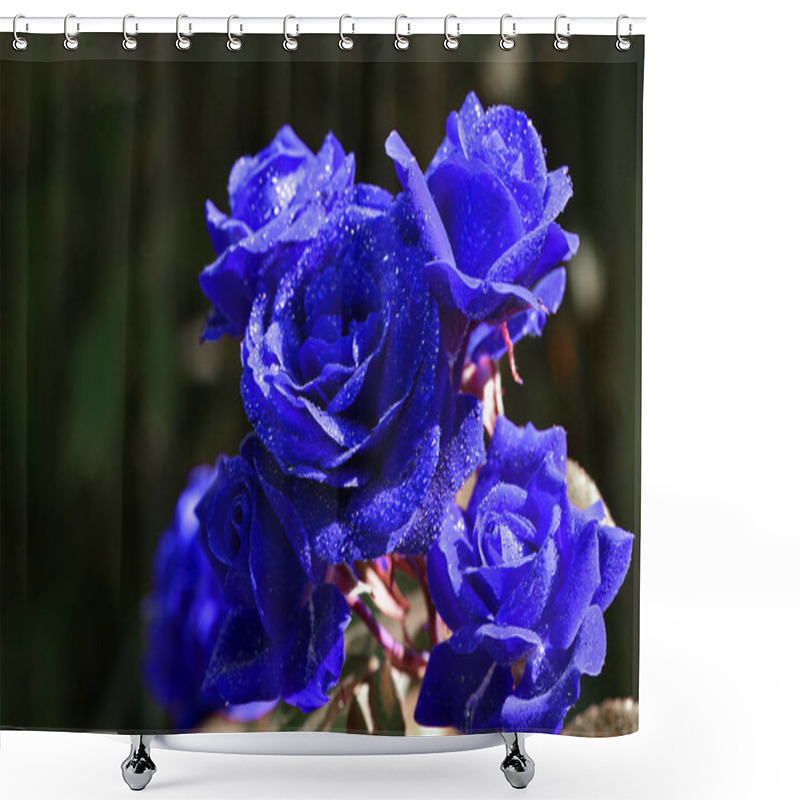 Personality  Delicate Blue Rose On A Flower Bed, After The Rain. Beautiful Flowers Of Garden Roses, Dew Drops. Bushes Of Roses Are Blooming In The Garden. Plant Care, Holiday Gift For A Girl. Rare, Unusual Color Shower Curtains