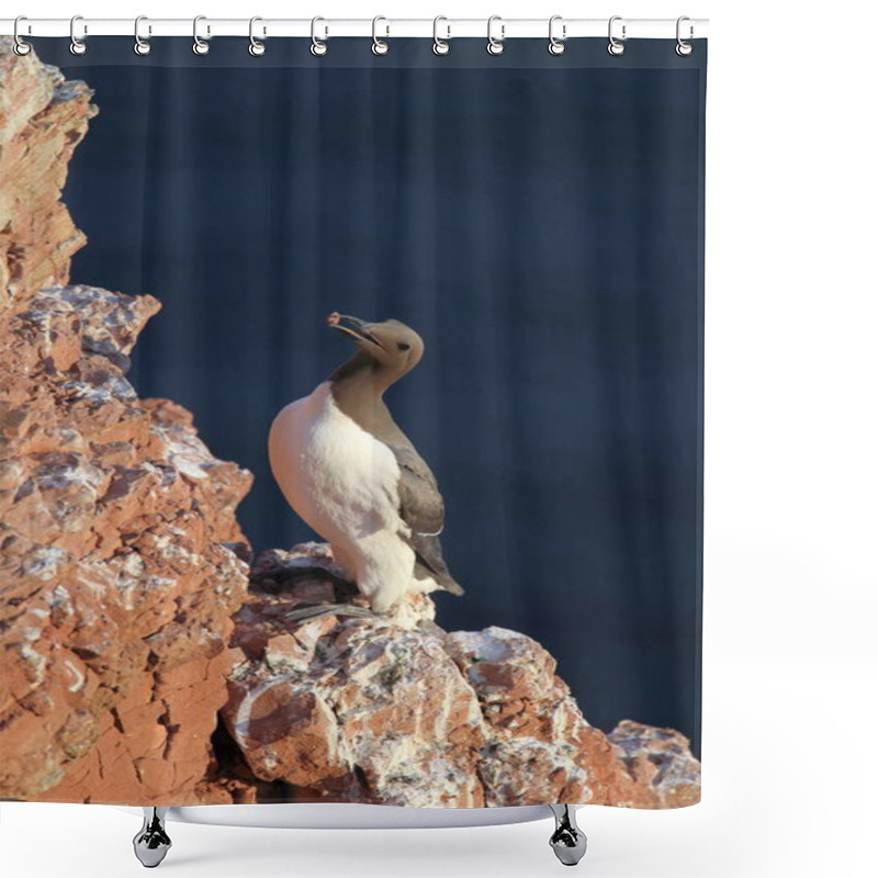 Personality  Common Murre Or Common Guillemot (Uria Aalge)  Island  Heligoland, Germany Shower Curtains