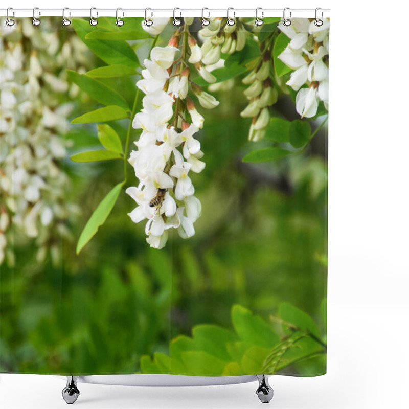 Personality  Flowering Acacia White Grapes Shower Curtains