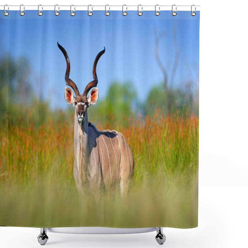 Personality  Handsome Antelope With Spiral Horns On Green Meadow Habitat Shower Curtains