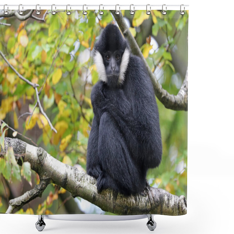 Personality  Gibbon Sitting On A Tree Shower Curtains