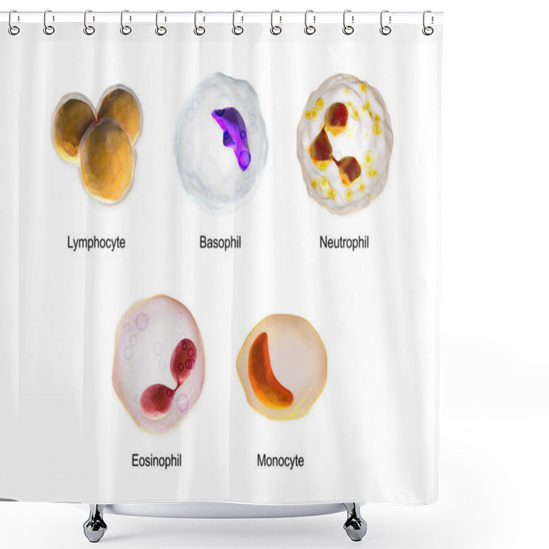 Personality  White Blood Cells - Lymphocyte, Basophil, Neutrophil, Eosinophil, Monocyte Shower Curtains