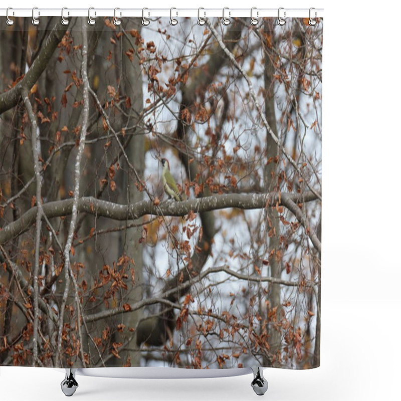 Personality  Green Woodpecker Sitting On A Branch In The Forest Germany Shower Curtains