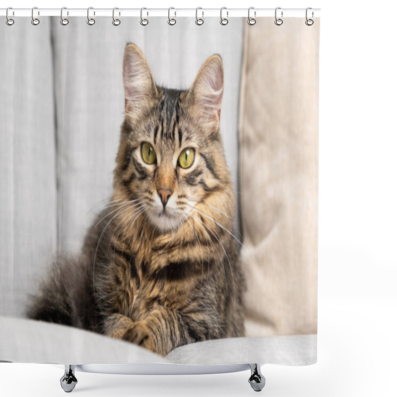 Personality  Portrait Of A Beautiful Tabby Cat With Yellow-green Eyes Resting Lying On A Gray Sofa. Shower Curtains