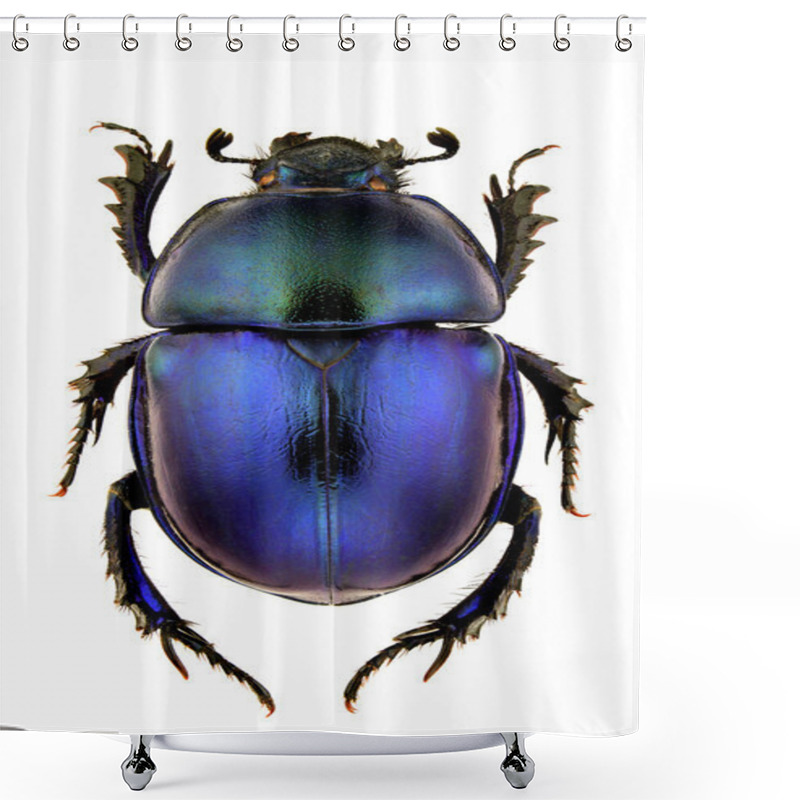 Personality  Female Of Trypocopris Vernalis Isolated On White Background. Shower Curtains