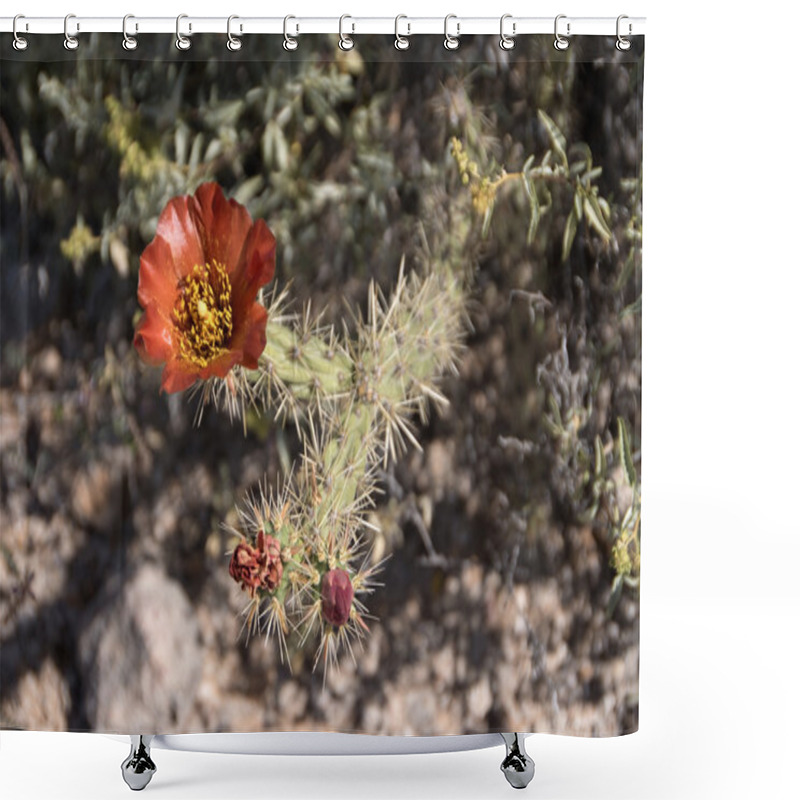 Personality  Cactus At Organ Pipe Cactus N.M., Arizona, USA Shower Curtains